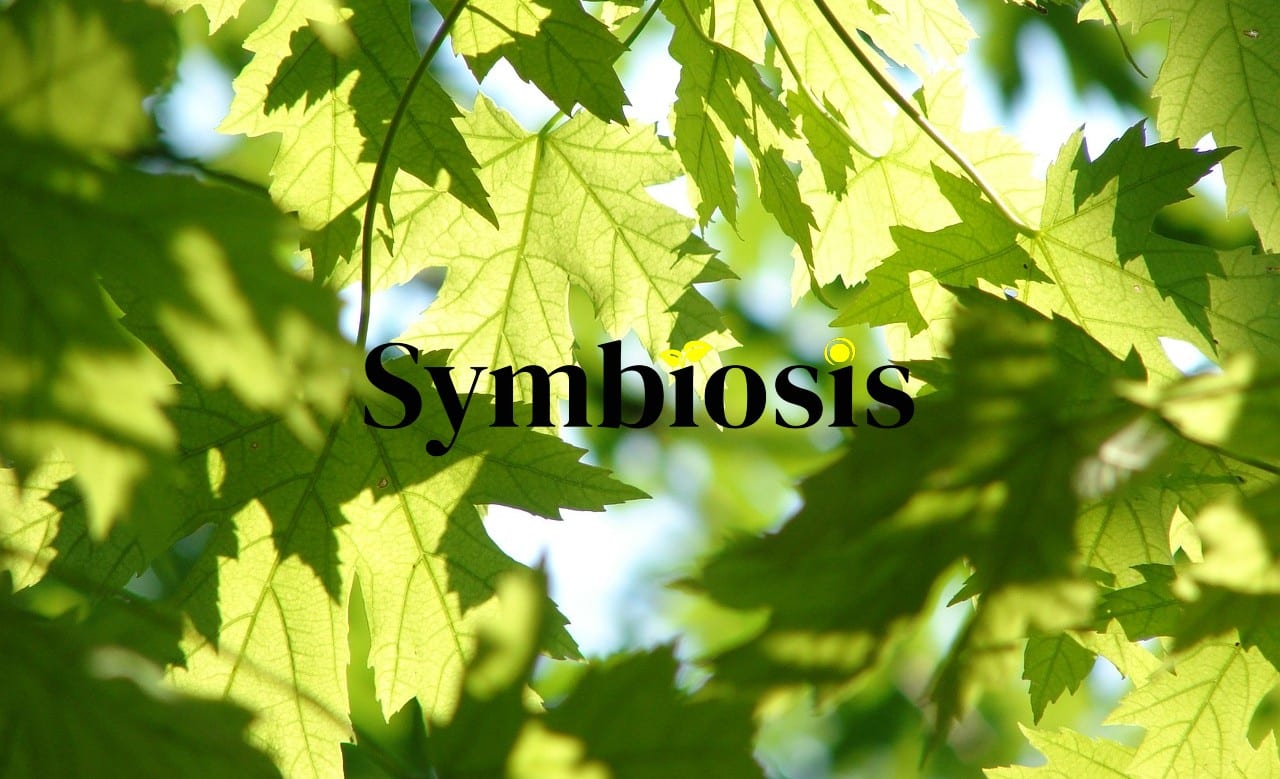 tin-chi-carbon_symboysis
